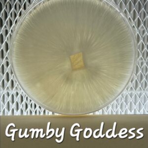 Gumby Goddess Research Plate