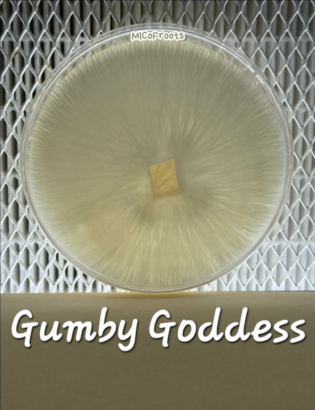 Gumby Goddess Research Plate