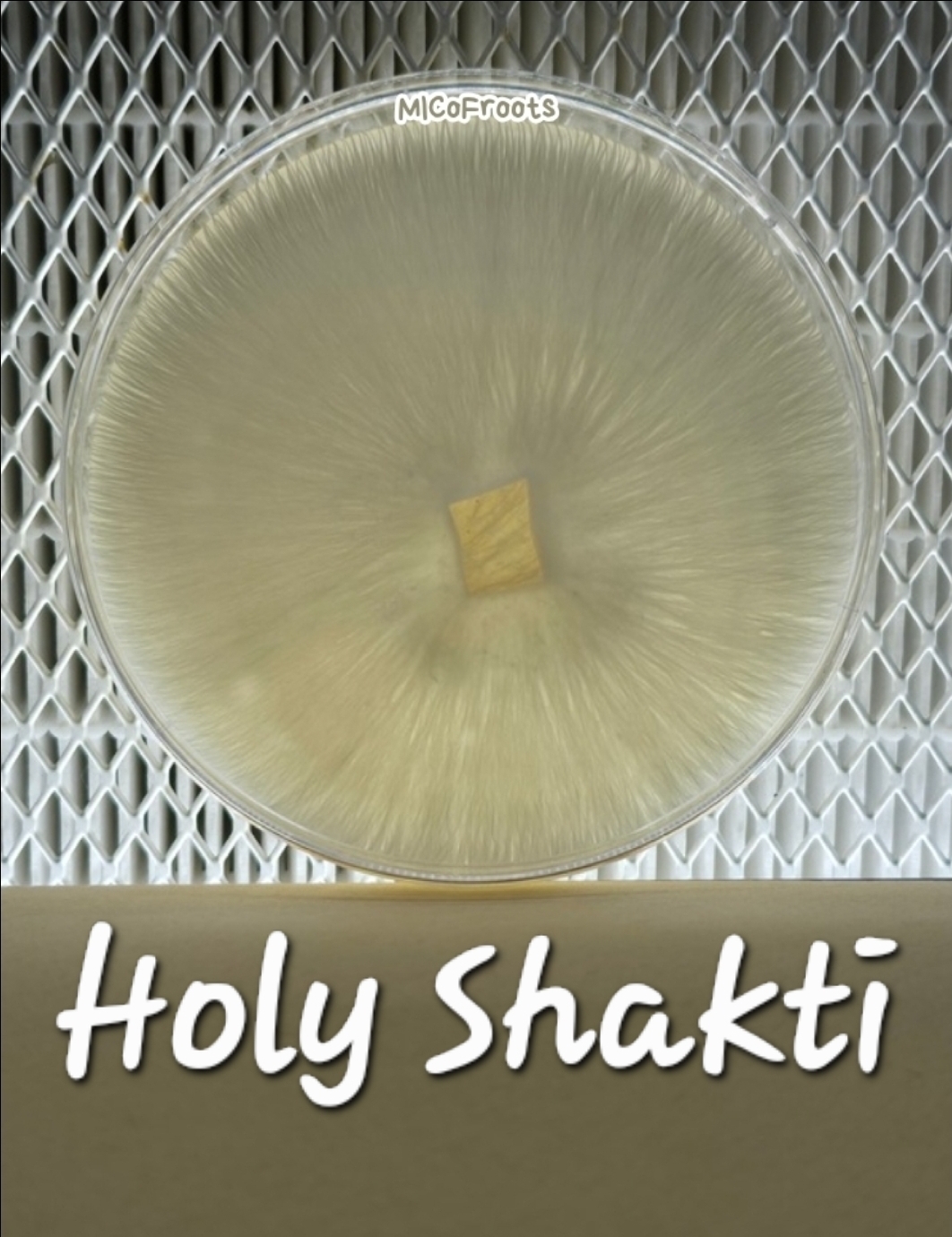Holy Shakti Research Plate