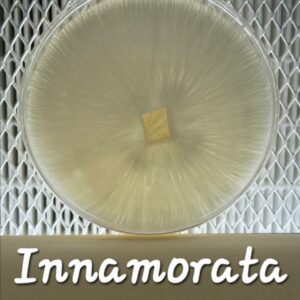 Innamorata Research Plate
