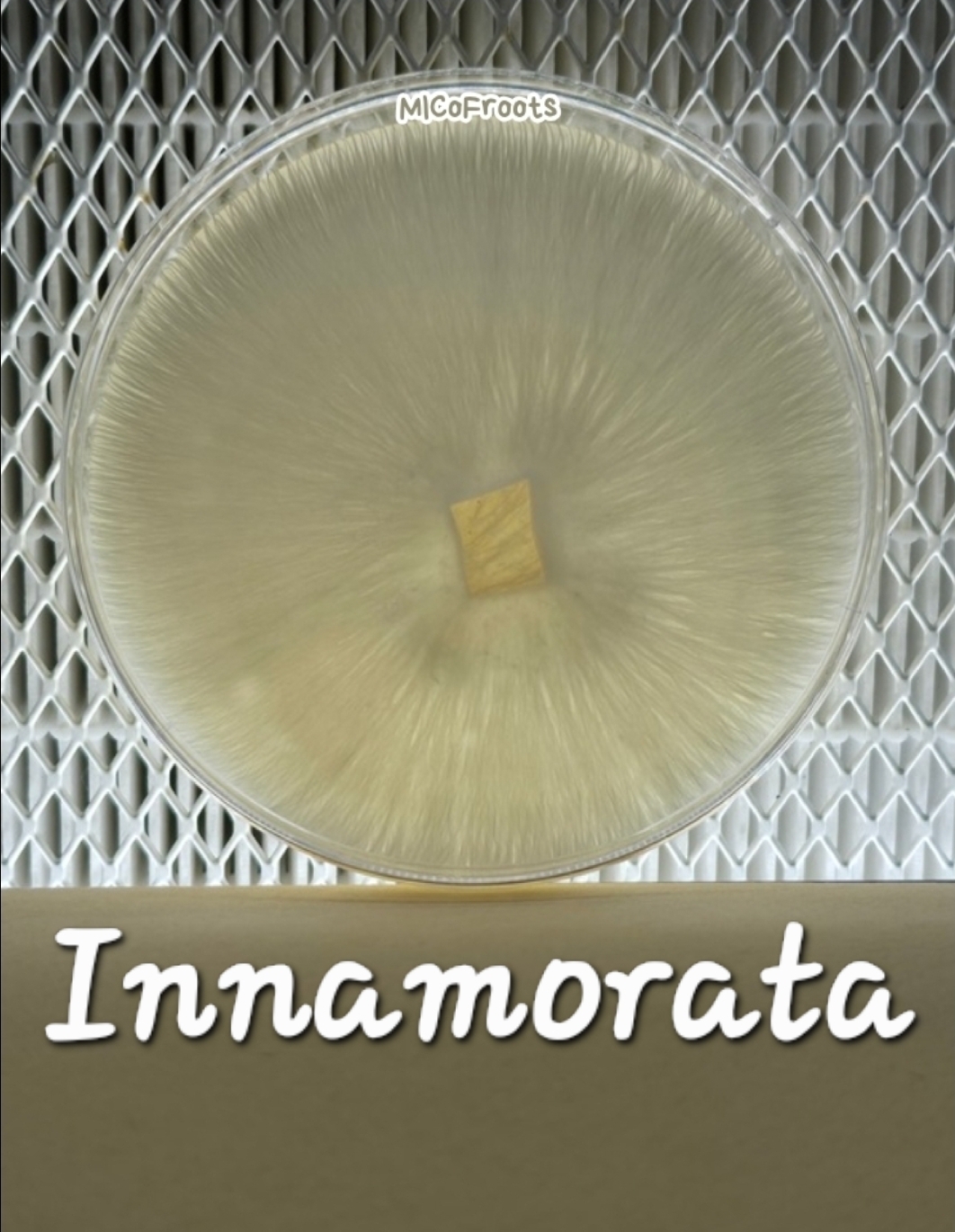 Innamorata Research Plate