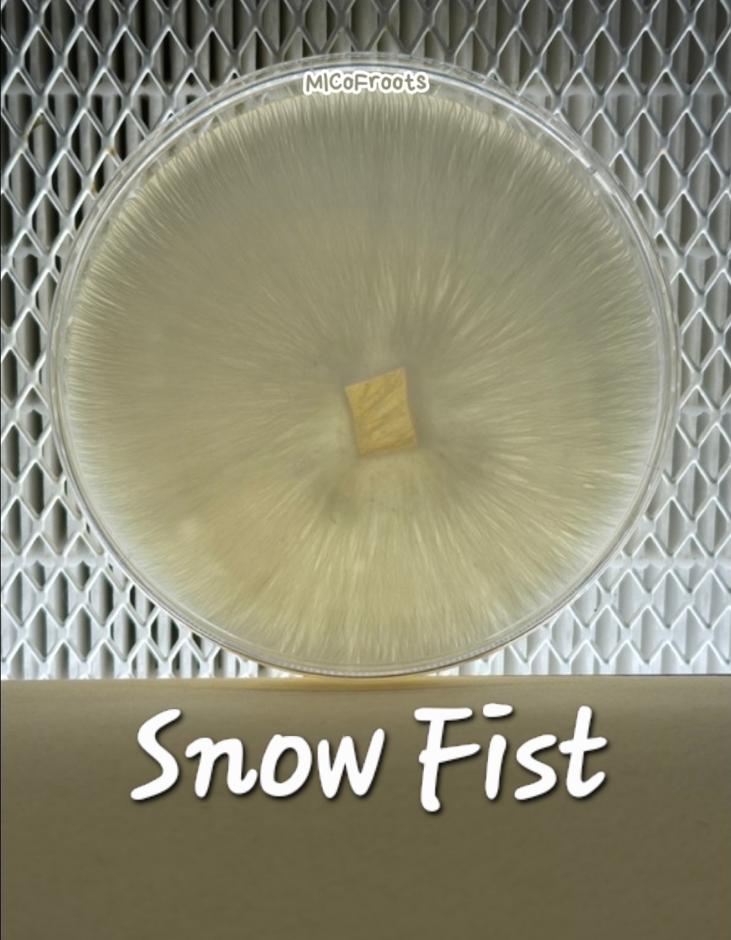 Snow Fist Research Plate