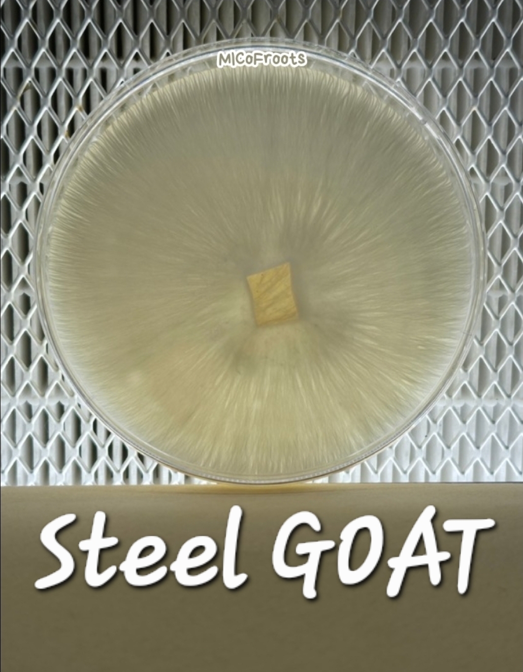 Steel GOAT Research Plate