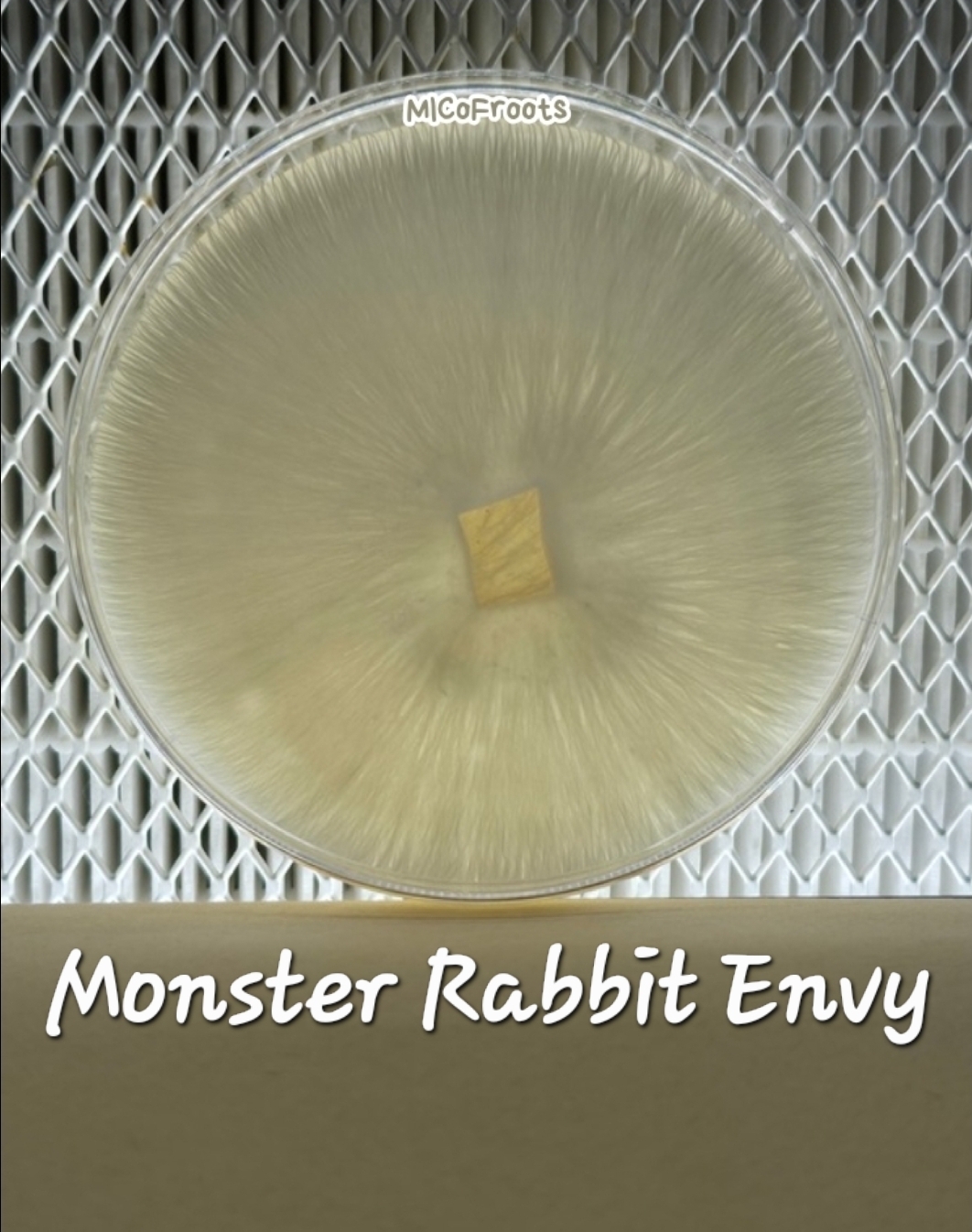 Monster Rabbit Envy Research Plate