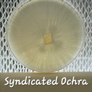 Syndicated Ochra Research Plate