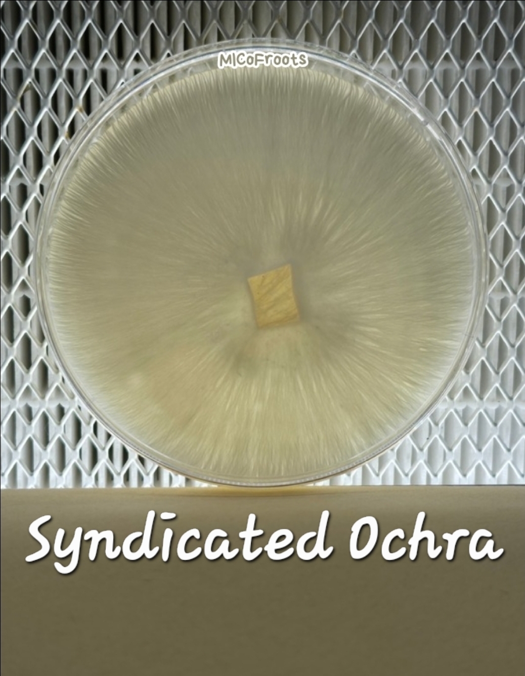 Syndicated Ochra Research Plate