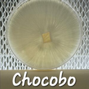 Chocobo Research Plate