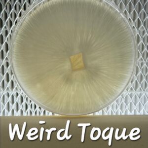 Weird Toque Research Plate