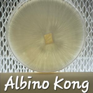 Albino Kong Research Plate