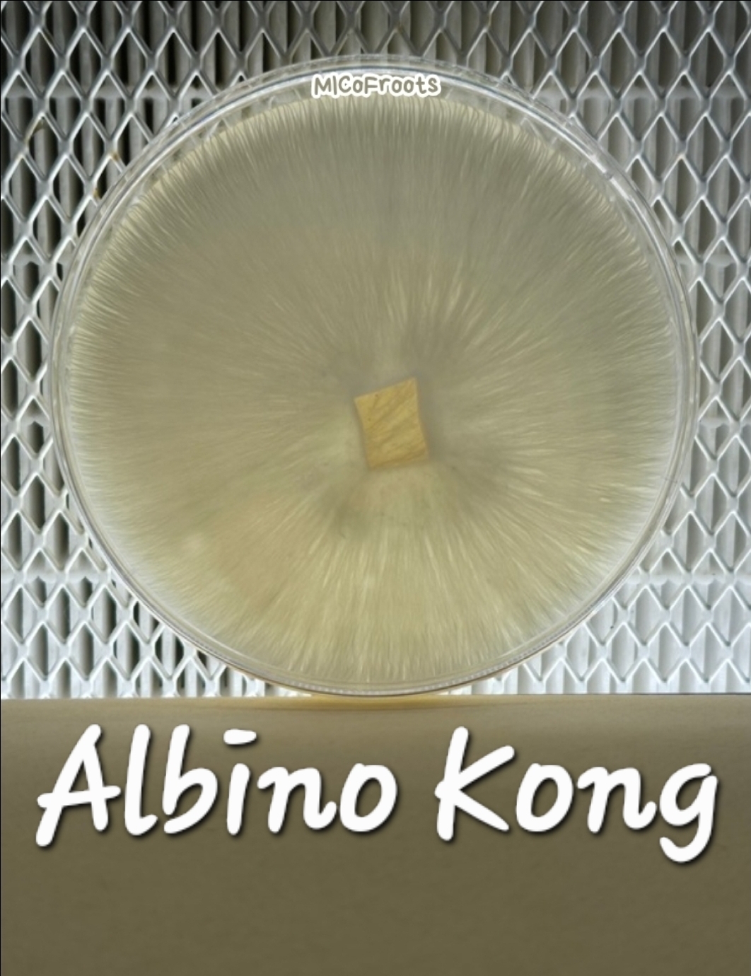 Albino Kong Research Plate