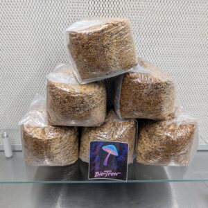 Six Pack Sterile Grain - 3lbs