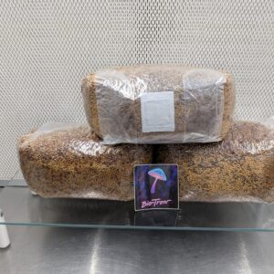 Three Pack Sterile Grain - 6lbs
