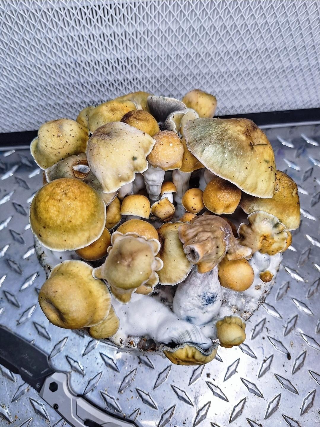 5lb Smokey Da Ghost Research Kit - Image 2