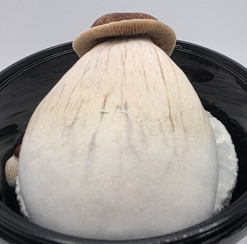 Dwarf King Liquid Culture Research Syringe - Image 3