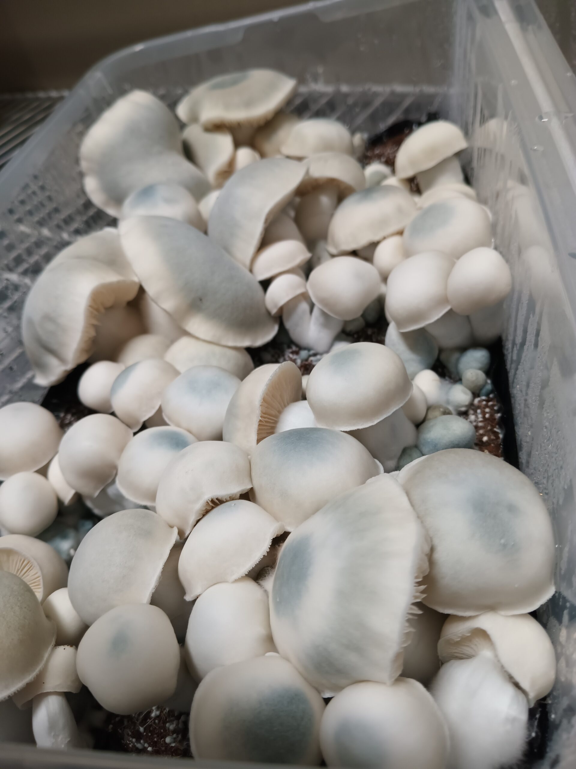 Iceberg Spore Swabs - Image 2