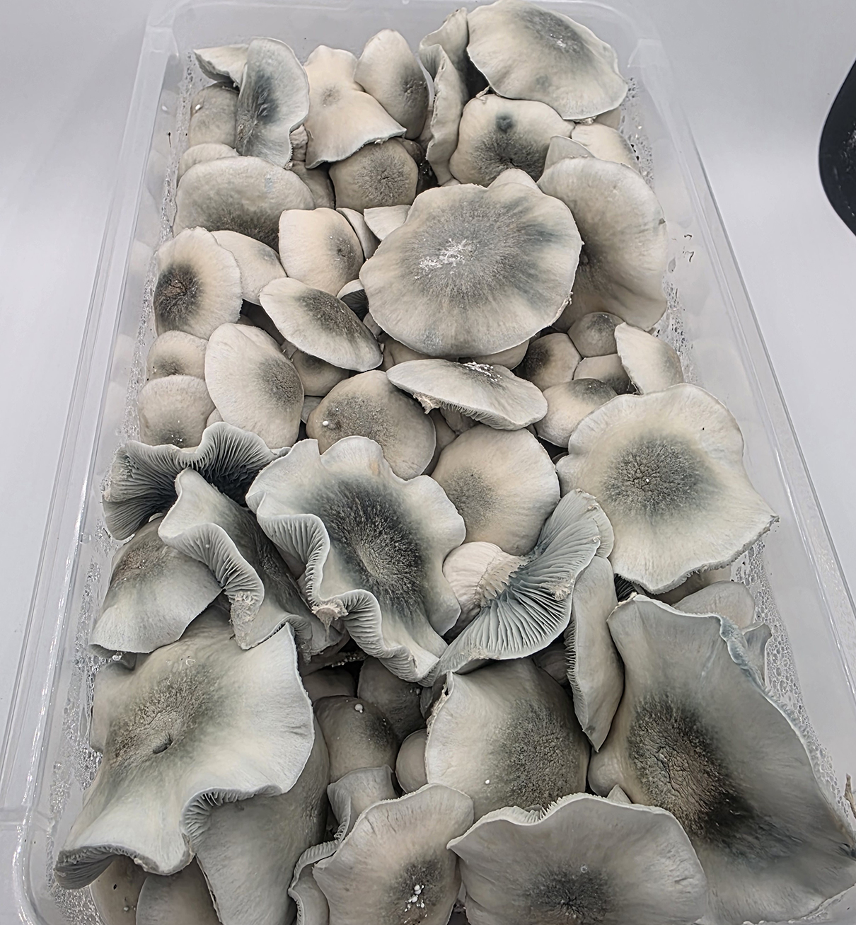 2 lbs Research Grain Starry Night SNAPE (Ready to Ship) - Image 2